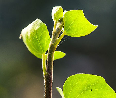 gardener gallery 3